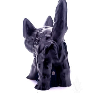 Large Black Hissing Cat