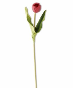 Tulip Red