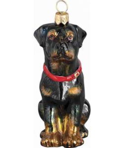 Rottweiller Sitting
