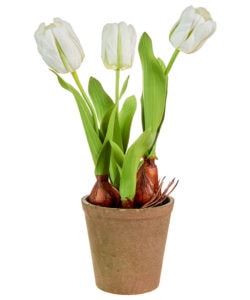 Tulips Potted
