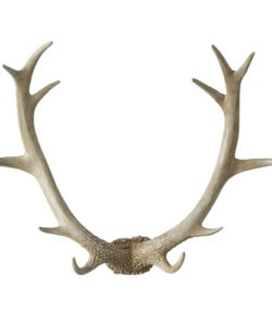 Wall Antler