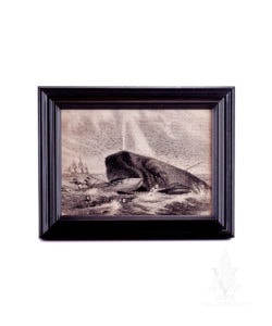 Framed "The Whale of Captain Delois"