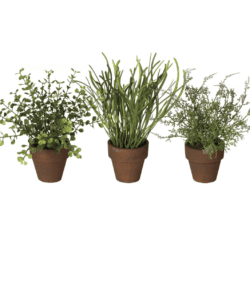 Assorted Potted Plants