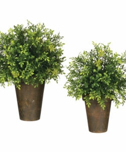 Tealeaf Berry Potted Orb