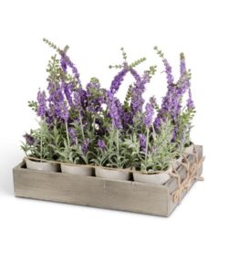 Lavender Purple Potted