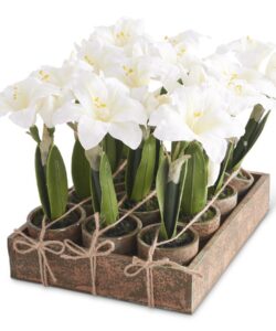 Amaryllis White Potted