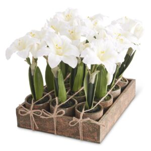 Amaryllis White Potted