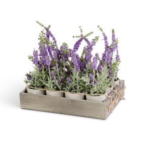 Lavender Purple Potted