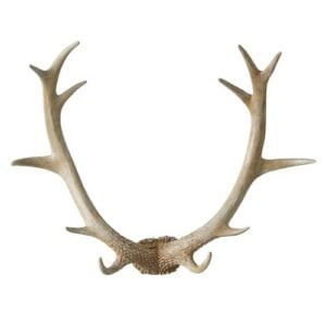 Wall Antler