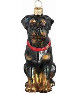 Rottweiller Sitting