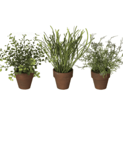 Assorted Potted Plants