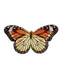Field of Flowers Butterfly Viceroy