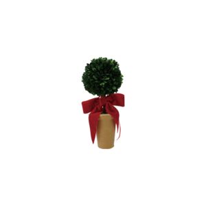 Boxwood Tree In Terra Cotta Pot